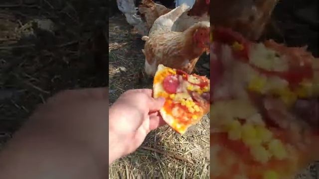Загончик для шелковых курочек ?? Какое яйцо у лакеданзи ? Отмечаем 1000 подписчиков ? смотреть онлайн
