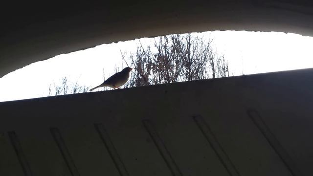 Edward Elgar's Cello Concerto in E minor смотреть онлайн