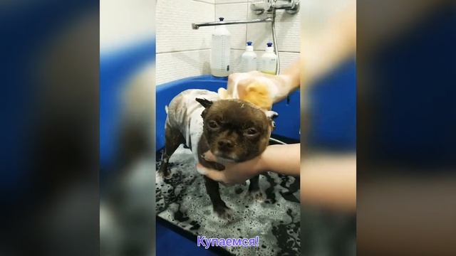 Чихуахуа Макс! Груминг чихуахуа. смотреть онлайн