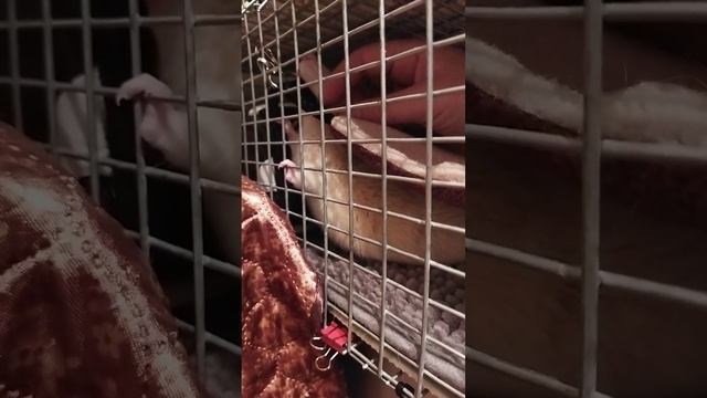 Кошки-мышки/Нервный Листочек ?#моилюбимки #листиккексикмишутка #твимз #крысы #животные #rats смотреть онлайн