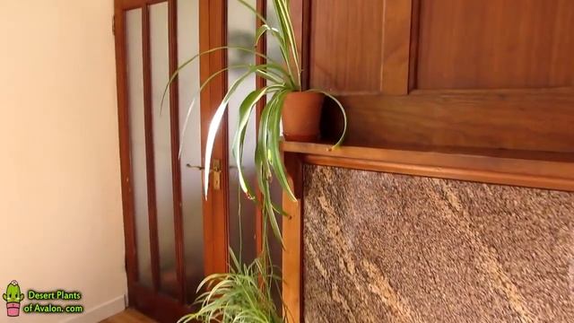 How To Care For Chlorophytum Comosum - The Spider Plant