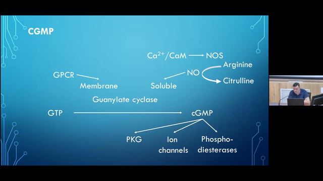 T12 Dr. Mikhail Stepanichev "Signal Transduction in Neurons" IHNA/iBRAIN смотреть онлайн