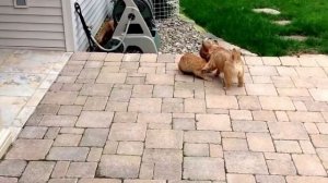 НОРВИЧ-ТЕРЬЕР ВСЕ О ПОРОДЕ. ИНТЕРЕСНЫЕ ФАКТЫ