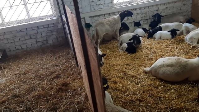 ВЕТВРАЧ сүйлөйт! ~ БООЗ ж/н КООЗУЛУУ койлорду кантип кароо керек смотреть онлайн