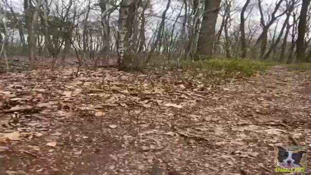 English Bull Terrier are super FUNNY and CUTE ! TRY NOT TO LAUGH смотреть онлайн