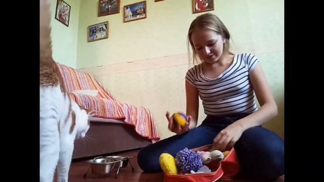 ЧТО НУЖНО ДЛЯ ПОЯВЛЕНИЯ КОТЁНКА В ДОМЕ？Алина Гусева смотреть онлайн