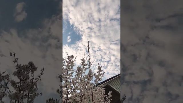 #Дача это маленькая жизнь! Дачные истории начинаются?Их будет мало, обещаю) #дачныйсезон #закаты смотреть онлайн