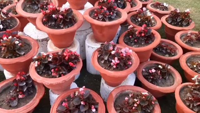 BEGONIA PLANT CARE, How to Grow and Propagate BegoniaCare tips for begonia/ Do & Don'tred leaf plan смотреть онлайн