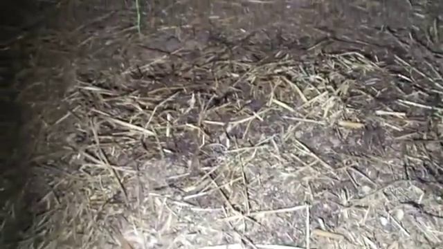 Червь выращенный полностью без зерновых/Разведение червя дендробена