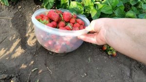 ??КЛУБНИКА РЕМОНТАНТНАЯ КОРОЛЕВА ЕЛИЗАВЕТА 2. Нейтрального светового дня (НДС).  МОЙ ОТЗЫВ