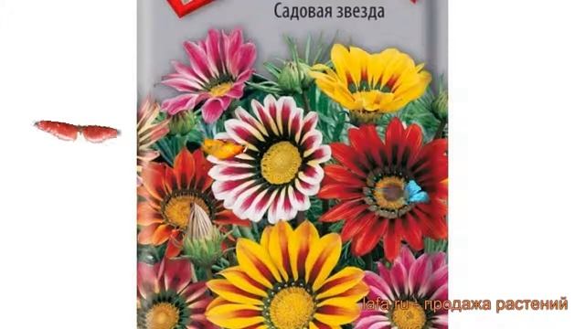 Газания обыкновенный Садовая звезда ? обзор: как сажать, семена газании Садовая звезда смотреть онлайн