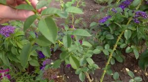 Обрезка плетистых роз первого года вегетации.