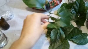 Как размножить гибискус черенком в домашних условиях.