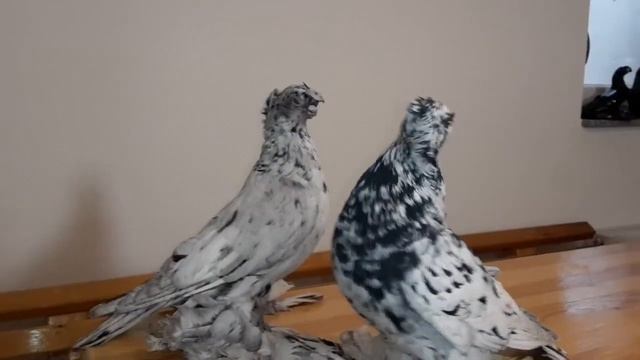 ДВУХЧУБЫЕ ЧЕЛКАРИ / МРАМОРНЫЕ  ГОЛУБИ / PIGEONS / TAUBE #Gulsarinfo©