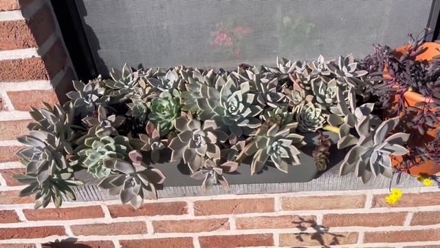 Crassula Garnet Lotus Sukulent Ve Camönü Turu #vlog #crassula #lotus #succulents #echeveria