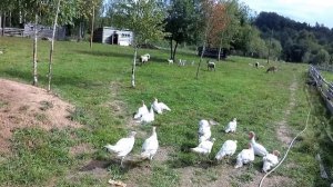 ОВЦЫ ОТ РОМАНОВСКИХ К КАТУМСКИМ