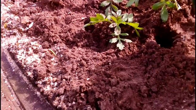 Клумбы на пнях. Оригинальный садовый декор. Необычные клумбы