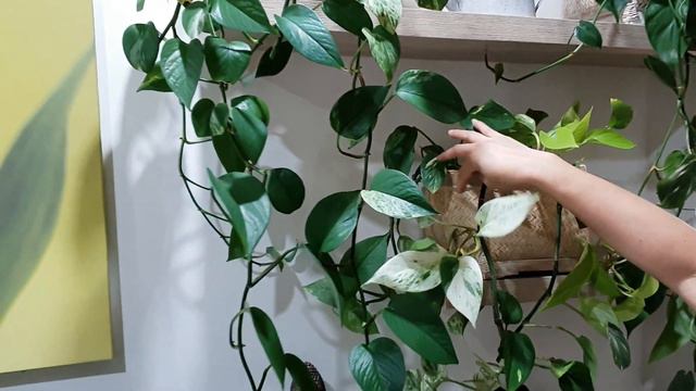 My Plantita Series Vlog #9 //PLANT TOUR sa Office / Study room namin // Sarah G. Smith смотреть онлайн