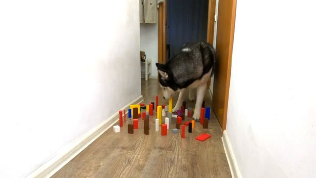 Careful Huskies VS Crazy Cats! Obstacle Challenge Dog And Cat смотреть онлайн