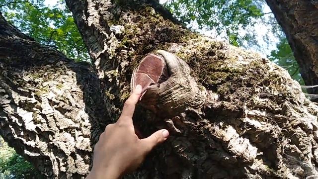 Бархат Лаваля смотреть онлайн