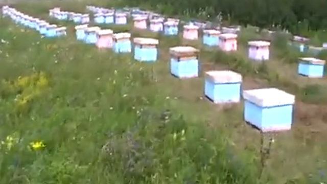 Кочёвка пчёл смотреть онлайн