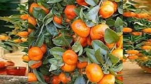 Мандарин выращиваем дома