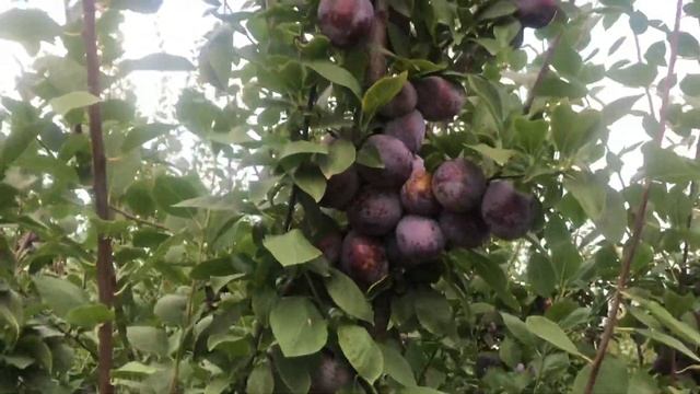 Сливовый сад/рай на земле смотреть онлайн