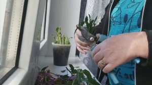 27.08.2022. Черенкую красивые хризантемы из букета (часть 1). Успех июльского черенкования.