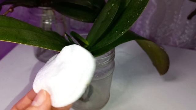 Мои первые орхидеи, Реанимашки. Масло Нима для профилаки. Оrkideler için neem yağı. смотреть онлайн