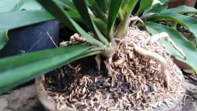 Fragrant orchid - Cymbidium with Delightful Scent - Cymbidium golden elf in bloom смотреть онлайн