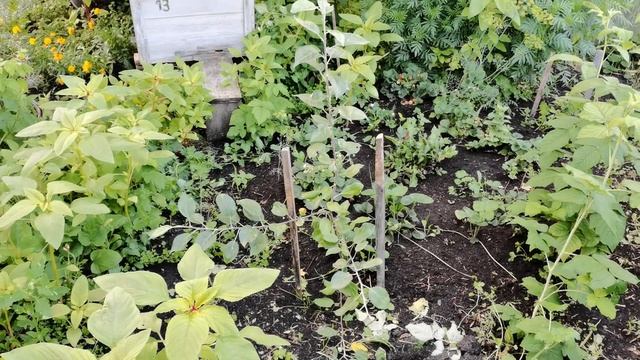 Яблони от садов Урала прижились. Карлики Мазунина. смотреть онлайн