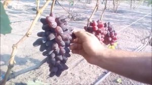 ?ВИНОГРАД РОМЕО