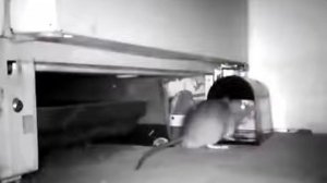 "Последний писк" GH 190 электрическая крысоловка