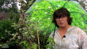 Удивительная лиана - гортензия черешковая.