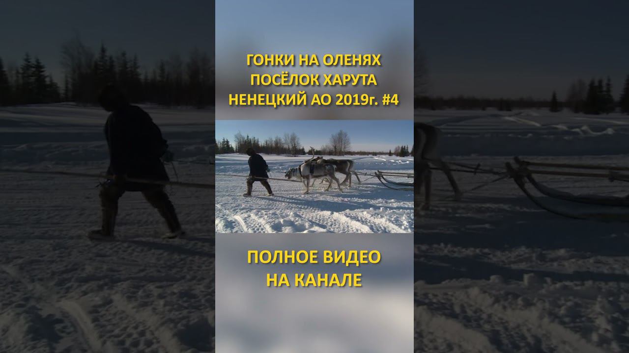 ГОНКИ НА ОЛЕНЯХ DEER RACES 4 SHORTS #SHORTS смотреть онлайн