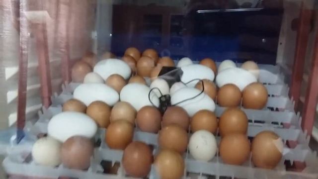 Первые перепела вылупились. смотреть онлайн