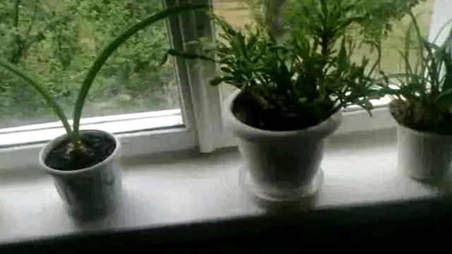 Цветы которое ростут у нас на кухне смотреть онлайн