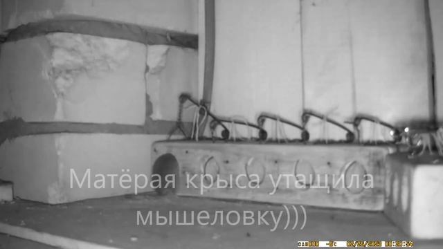 Крыса съела мышь с мышеловки, жесть. смотреть онлайн