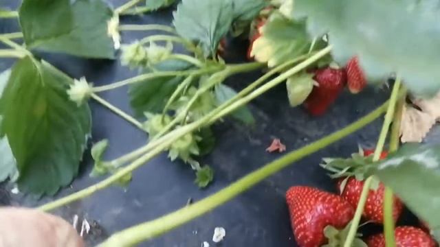 Клубника. Сорт Сирия. смотреть онлайн