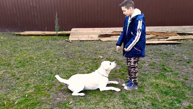 Лабрадор Раф прогулка с тренировкой! смотреть онлайн