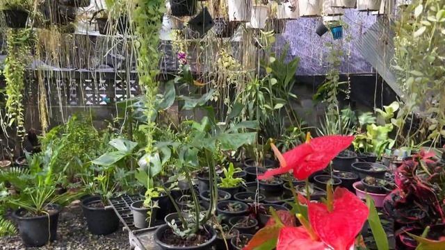 Купила цветок смотреть онлайн