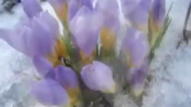 Ура! ВЕСНА! С началом Весны🌺//Музыкальная открытка смотреть онлайн