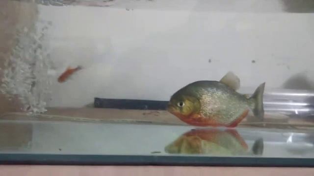 Piranha fish flash attack gold fish смотреть онлайн
