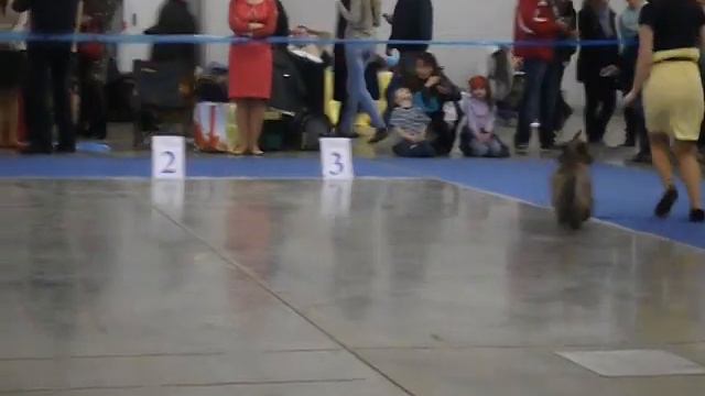 Евразия 1 2014 керн-терьеры ринг юниоры кобели смотреть онлайн
