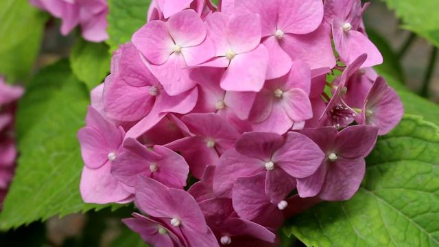 Гортензия / Hydrangea смотреть онлайн
