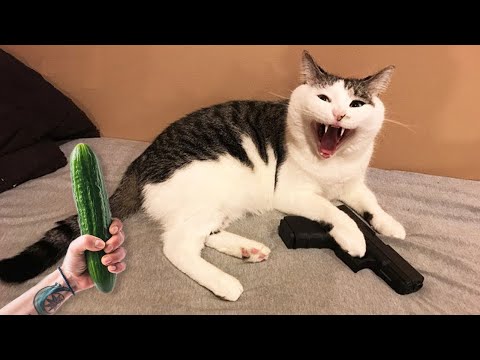 Я РЖАЛ ЦЕЛЫЙ ЧАС/ СМЕШНЫЕ ЖИВОТНЫЕ 2021 / ТЕСТ НА ПСИХИКУ / КОШКИ 2021 ЛУЧШИЕ ПРИКОЛЫ смотреть онлайн