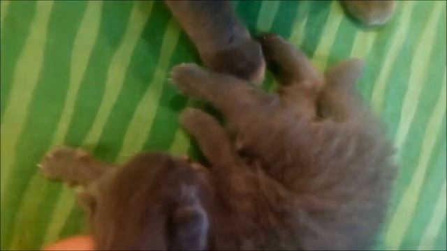 Британские и Шотландские новорожденные котята  7 дней