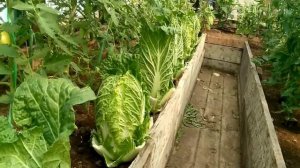 Что можно посадить с огурцами в теплице