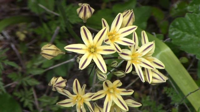 Triteleia hendersonii смотреть онлайн