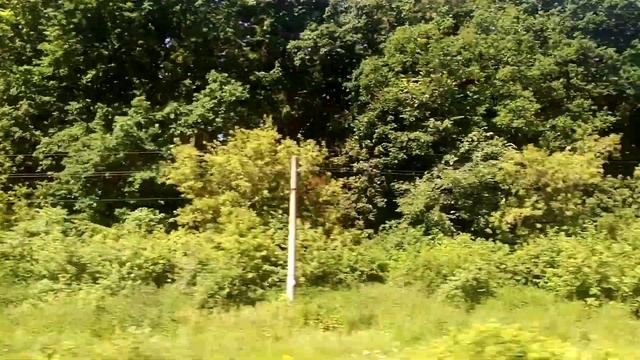 Вид на лес Рязанской области №2 из поезда №233 Адлер-Москва